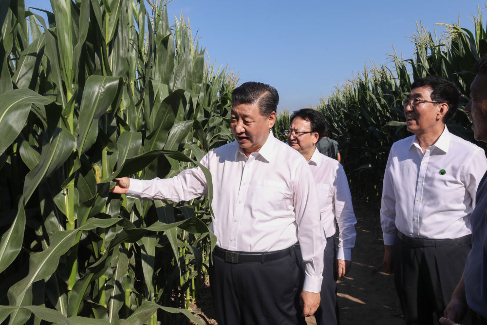 2020年7月22日，习近平来到吉林省四平市梨树县国家百万亩绿色食品原料（玉米）标准化生产基地核心示范区考察。新华社记者 王晔 摄 
